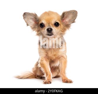 Brun petit chihuahua avec de grandes oreilles assis, isolé sur blanc Banque D'Images