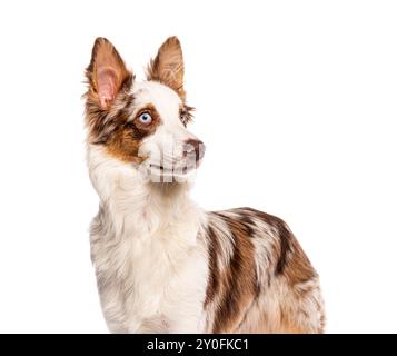 Chien de race croisée brun et blanc avec une bordure collie debout et regardant loin de la caméra Banque D'Images