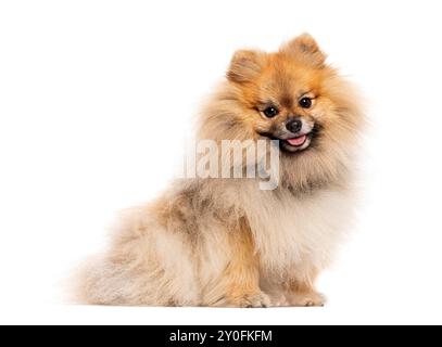 chien pomeranian joyeux assis, haletant et regardant heureux sur fond blanc Banque D'Images