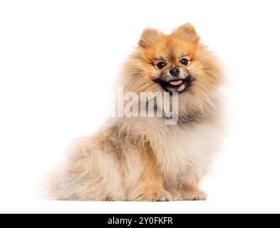 chien pomeranian joyeux assis, haletant et regardant heureux sur fond blanc Banque D'Images