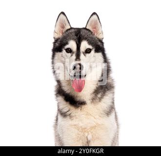 Chien Husky sibérien haletant et regardant heureux devant la caméra, isolé sur blanc Banque D'Images
