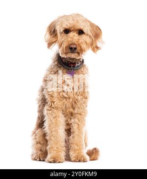 Goldendoodle, mélangez un Golden Retriever et un caniche, assis, regardant la caméra et portant un collier de chien, isolé sur blanc Banque D'Images