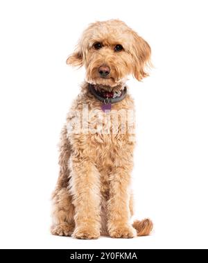 Goldendoodle, mélangez un Golden Retriever et un caniche, assis, regardant la caméra et portant un collier de chien, isolé sur blanc Banque D'Images