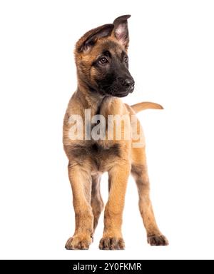 Chiot de deux mois Malinois debout devant et regardant loin, isolé sur blanc Banque D'Images