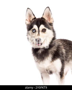 Chiot de cinq mois Pomsky ODD Eyes debout et haletant sur un fond blanc Banque D'Images