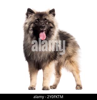 Chien Spitz debout sur un fond blanc, sortant sa langue Banque D'Images