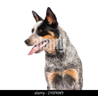 Chien heeler bleu haletant la langue et regardant sur le côté Banque D'Images