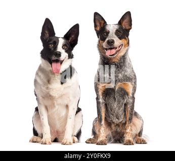 Deux chiens, un border collie et un chien de bétail australien, haletant et assis ensemble sur un fond blanc Banque D'Images