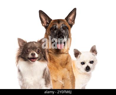 Chien de berger belge et deux chiens chihuahua haletant et paraissant heureux Banque D'Images