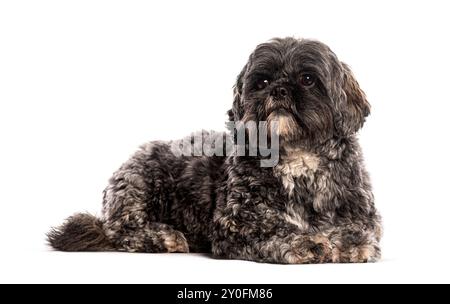 Chien apso Lhasa gris et blanc avec de longs cheveux couchés sur fond blanc Banque D'Images