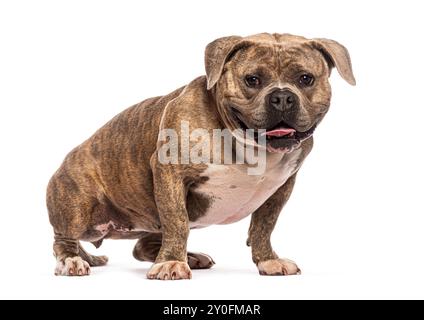 Fort Bull terrier, chien au manteau bringé assis et haletant sur un fond blanc Banque D'Images