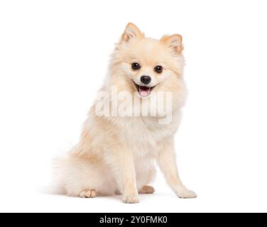 Chien poméranien assis et halettant avec sa langue dehors, l'air heureux Banque D'Images