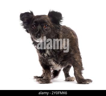 Chien croisé debout et regardant curieux sur fond blanc Banque D'Images