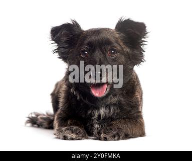 Chien croisé couché et haletant, regardant la caméra sur fond blanc Banque D'Images