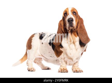Basset Hound debout et levant les yeux avec une expression triste sur un fond blanc Banque D'Images