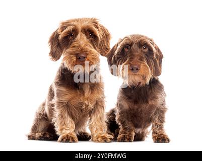 Deux adorables teckshunds à poil dur assis patiemment sur un fond blanc, leurs yeux expressifs captivant le spectateur Banque D'Images