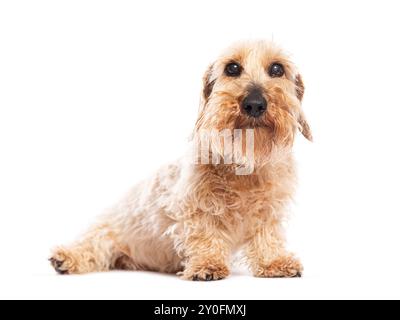 Adorable chien teckel à poil dur assis et levant la tête avec une expression curieuse sur un fond blanc Banque D'Images