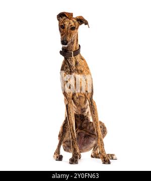 Chien Brindle greyhound avec un collier en cuir brun assis sur un fond blanc Banque D'Images