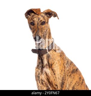 Chien Brindle galgo espanol avec un collier en cuir marron s'assoit et incline la tête sur un fond blanc Banque D'Images