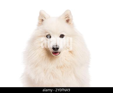 Joyeux chien blanc spitz japonais haletant, regardant la caméra sur un fond blanc Banque D'Images