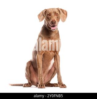 Chien Weimaraner assis sur fond blanc et haletant Banque D'Images