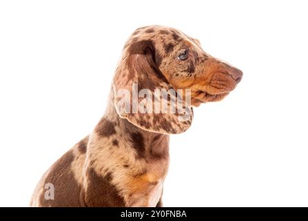 Vue de côté d'un chiot Teckel marron et marron dapple posant sur un fond blanc regardant loin Banque D'Images