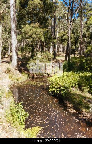 Aire de pique-nique de Nolans Creek en Australie Banque D'Images