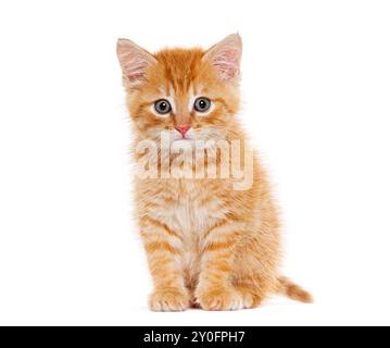 Chaton gingembre de trois semaines, isolé sur blanc Banque D'Images