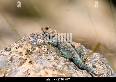 Gros plan d'Agama Bibronii (lézard rocheux d'Afrique du Nord) Banque D'Images