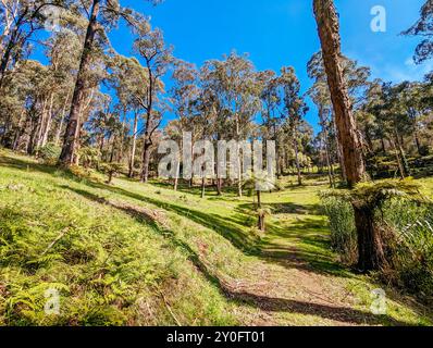 Réserve linéaire de Mt Evelyn Aqueduct Trail à Melbourne en Australie Banque D'Images