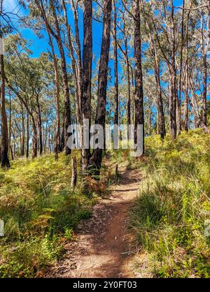 Réserve linéaire de Mt Evelyn Aqueduct Trail à Melbourne en Australie Banque D'Images