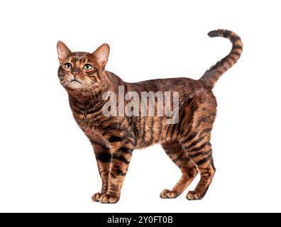 Chat toyger curieux debout et regardant vers le haut avec intérêt Banque D'Images