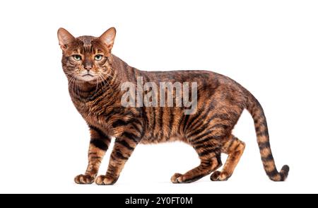 Chat Toyger avec fourrure rayée brune debout sur fond blanc Banque D'Images