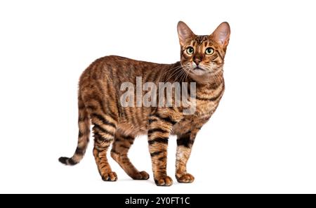 Chat toyger curieux debout sur un fond blanc, levant les yeux avec une expression intriguée Banque D'Images