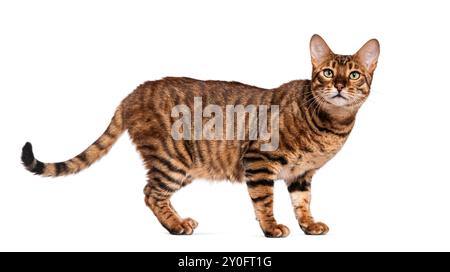 Chat Toyger debout et regardant loin sur fond blanc Banque D'Images