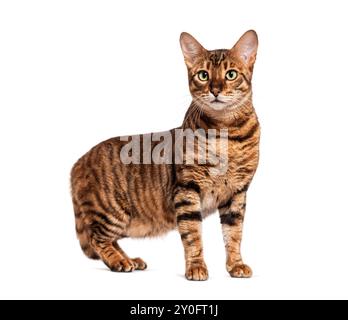 Chat toyger curieux debout et regardant loin de la caméra sur fond blanc Banque D'Images