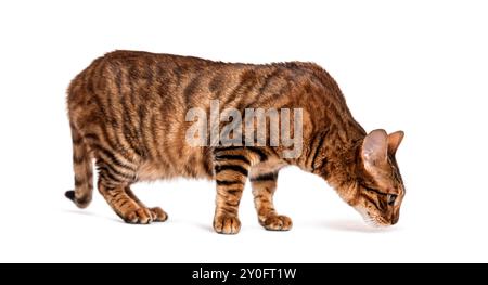 Chat toyger curieux marchant et reniflant le sol soigneusement sur un fond blanc Banque D'Images
