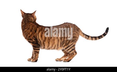 Chat Toyger debout et regardant en arrière par-dessus son épaule avec une expression curieuse Banque D'Images