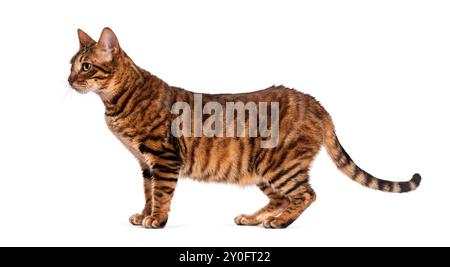 Chat toyger curieux debout de profil regardant sur le côté sur un fond blanc Banque D'Images