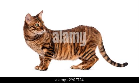 Chat Toyger avec fourrure rayée brune debout et regardant en arrière par-dessus son épaule sur un fond blanc Banque D'Images