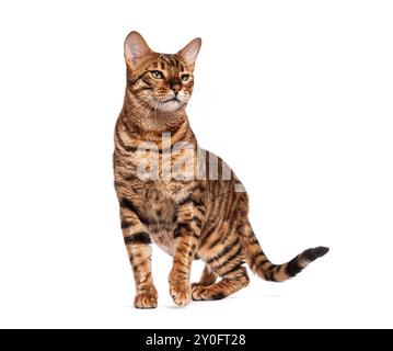 Chat toyger curieux debout et regardant loin de la caméra isolé sur un fond blanc Banque D'Images