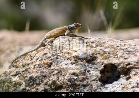 Gros plan d'Agama Bibronii (lézard rocheux d'Afrique du Nord) Banque D'Images