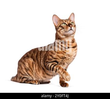 Chat Toyger assis et regardant vers le haut avec une patte surélevée sur un fond blanc Banque D'Images