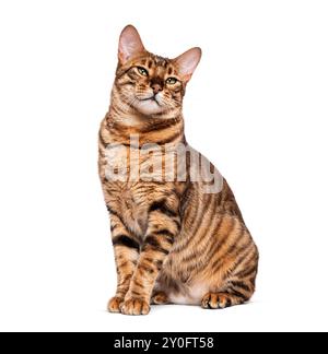 Chat Toyger assis et regardant curieusement sur fond blanc Banque D'Images