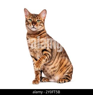 Chat Toyger avec fourrure rayée brune assise et soulevant la patte sur fond blanc Banque D'Images