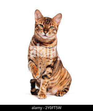 Chat Toyger assis et soulevant la patte sur fond blanc Banque D'Images