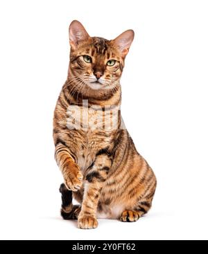 Chat Toyger léchant sa patte en étant assis et nous regardant sur un fond blanc Banque D'Images