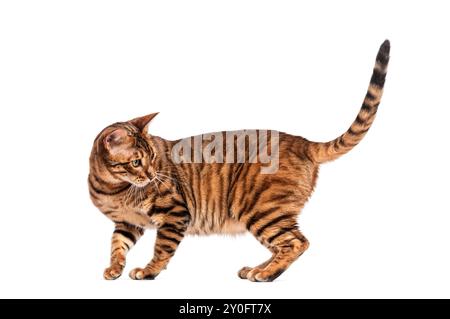 Chat toyger curieux debout et regardant en arrière sur un fond blanc Banque D'Images