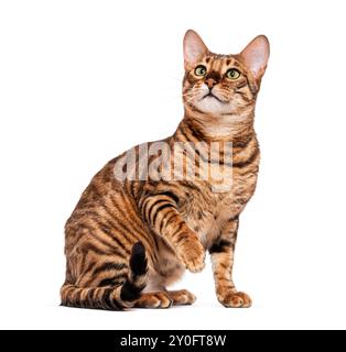 Chat Toyger avec fourrure rayée brune assise et soulevant la patte sur fond blanc Banque D'Images