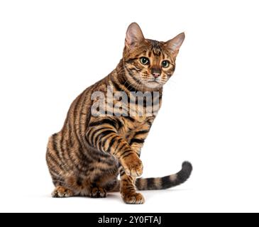 Chat Toyger avec fourrure rayée brune assise et soulevant la patte sur fond blanc Banque D'Images